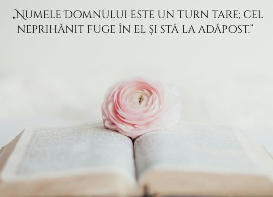 Your paragraph text (28)